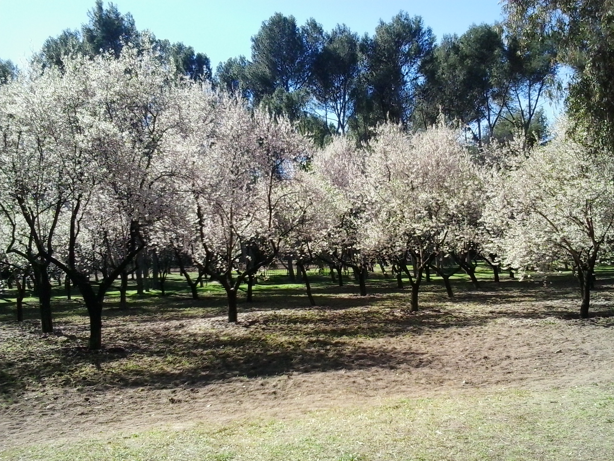 Cerezos en flor